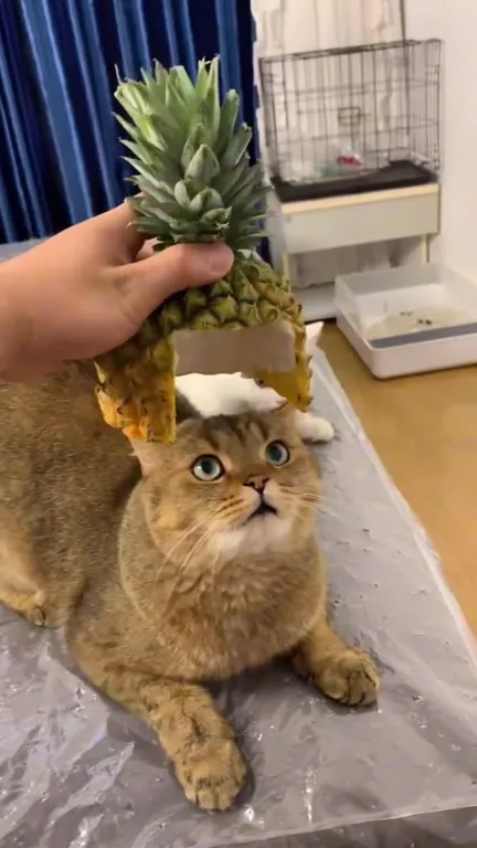 Кот в ананасовой шапке