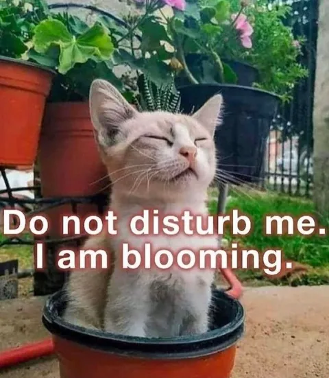 Cat Is Blooming