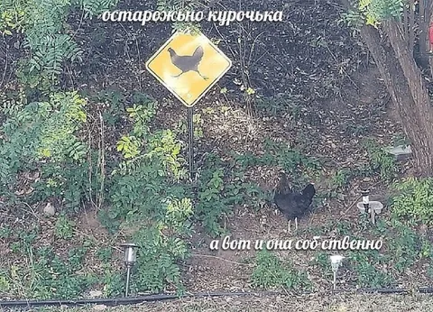 Осторожно, курочка