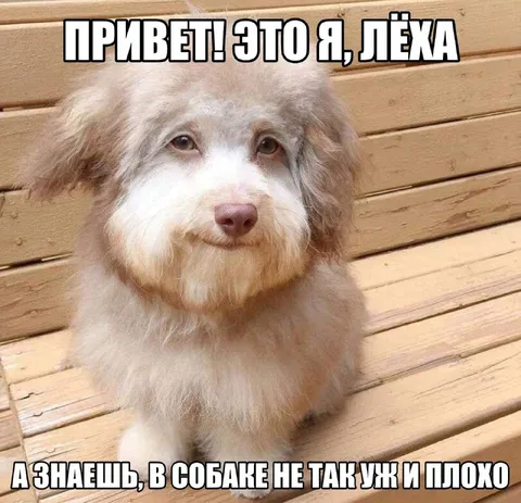Лёха в собаке