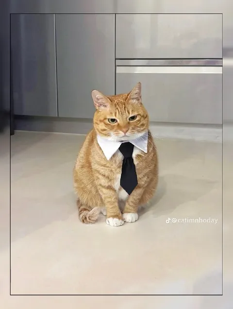 Кот на деловой встрече