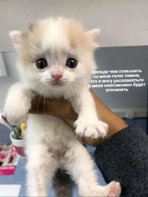 Котёнок, которого нельзя ругать