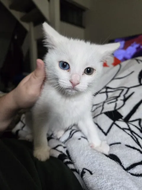 Белый котёнок с разными глазами