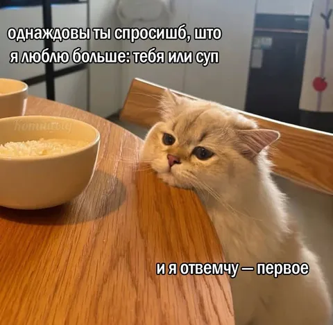 Кот выбирает суп