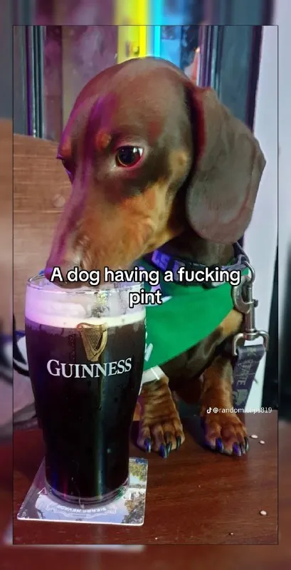 Dog Having a Fucking Pint