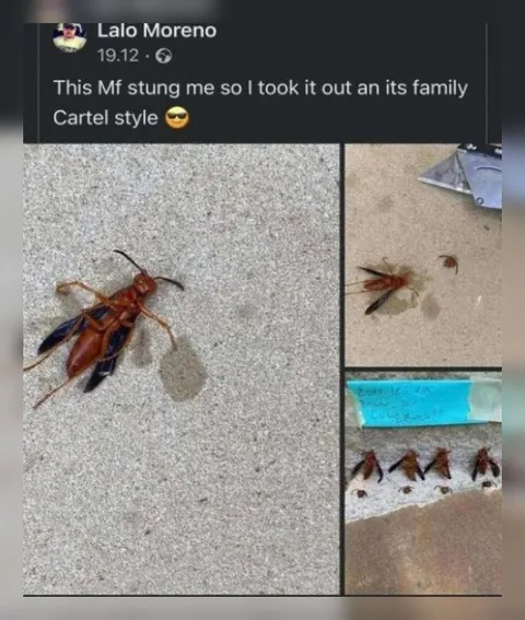 Cartel Style Wasp Revenge