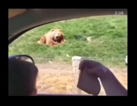 Медведь машет из вольера