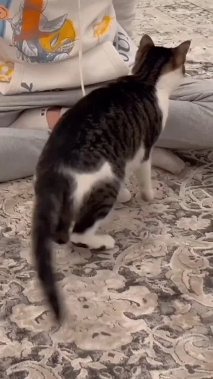 Кот с меняющимися выражениями