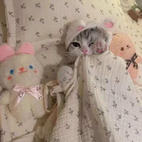 Kitten Tucked In for Bed