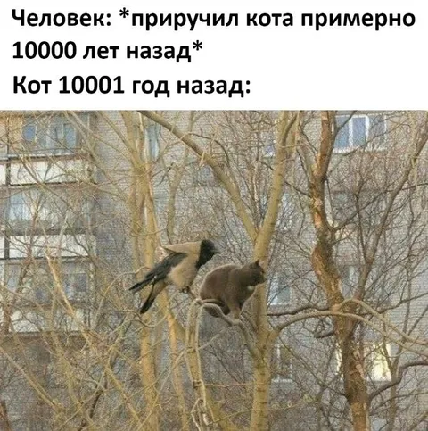 Кот 10001 год назад