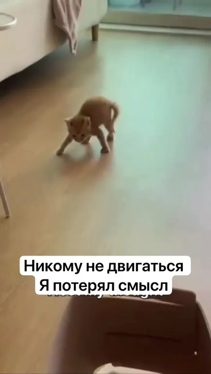 Котёнок потерял смысл
