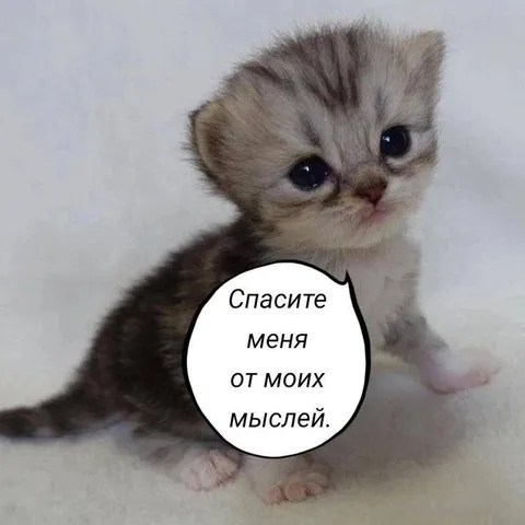 Котёнок просит спасти от мыслей
