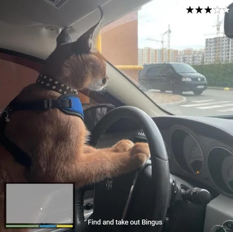 Cat Driving to Take Out Bingus
