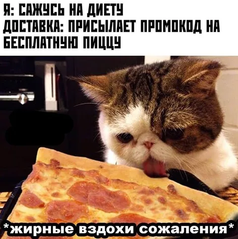 Кот жалеет о бесплатной пицце