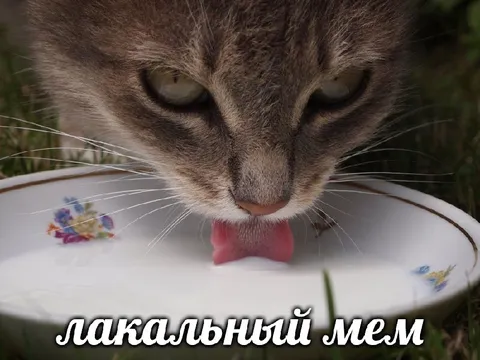 Лакальный мем с котом