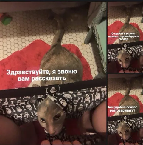 Кот звонит рассказать о провайдере
