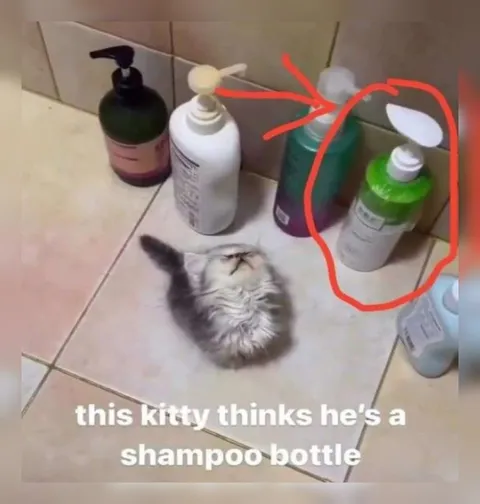 Kitty Thinks He’s a Shampoo Bottle