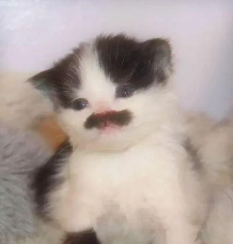 Котёнок с усами