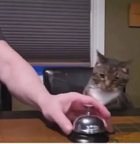 Кот звонит в колокольчик