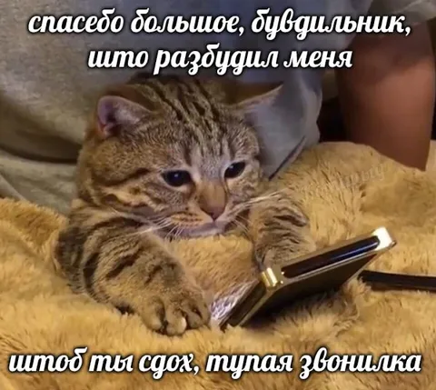 Кот просит не будить его
