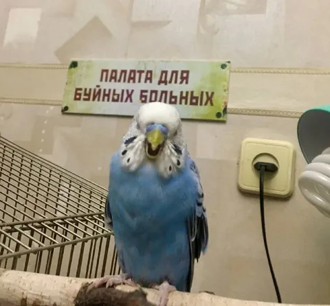 Палата для буйных больных