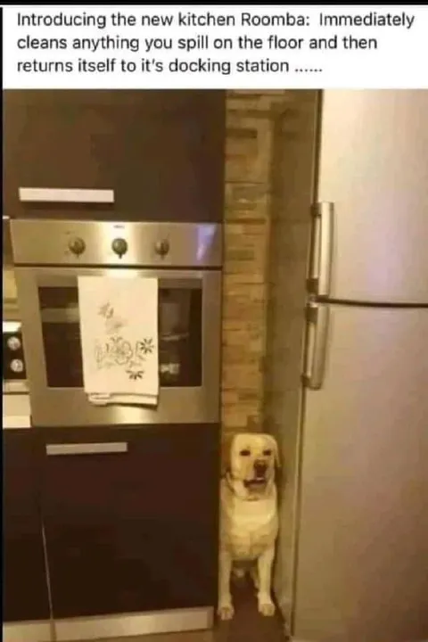 Kitchen Roomba Dog