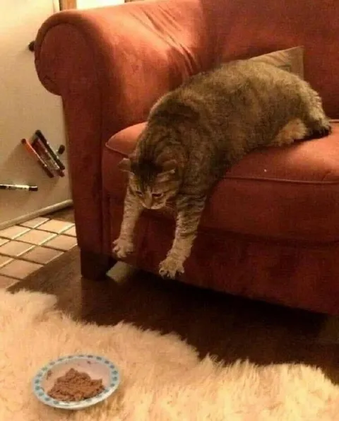 Кот тянется к миске