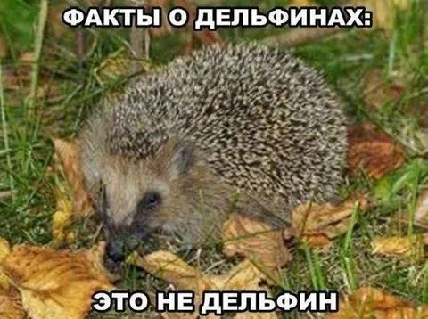 Факты о дельфинах и ёжик