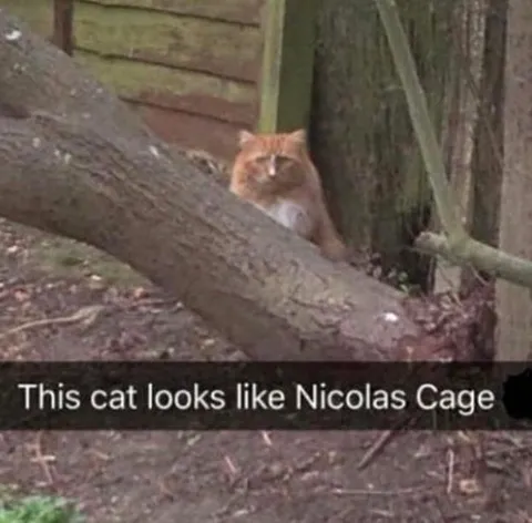 Cat Looks Like Nicolas Cage