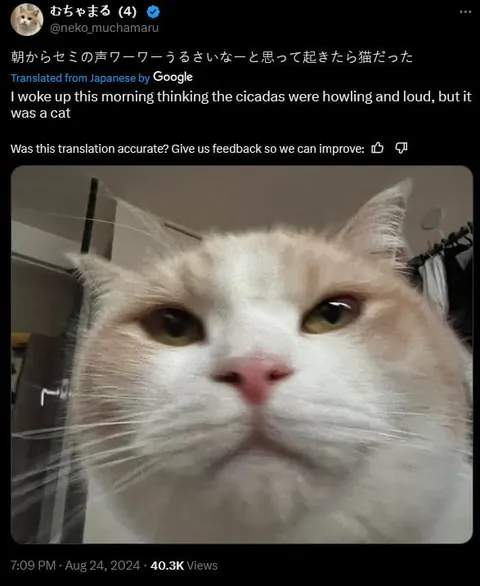 セミだと思ったら猫だった