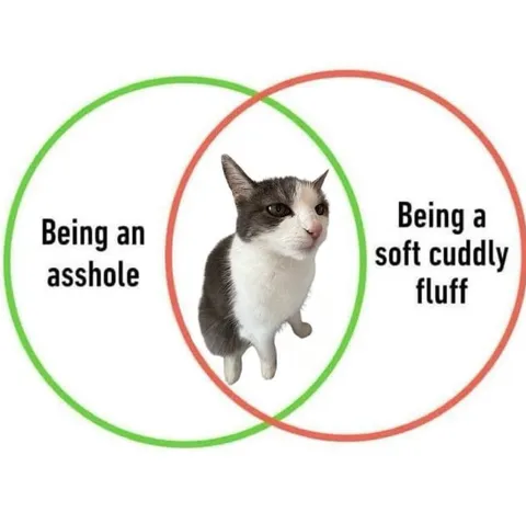 Asshole Soft Cuddly Fluff Cat