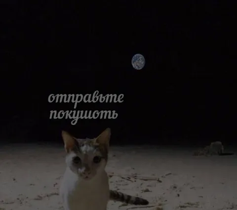 Кот просит покушать