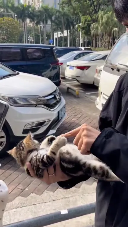 Котёнок позирует как модель