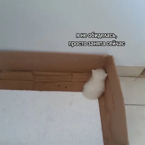 Кот занят и не обиделся