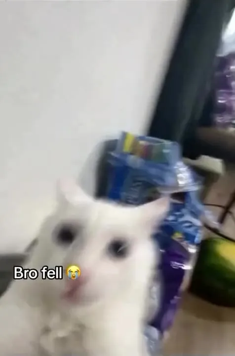 White Cat Falls Into Pot