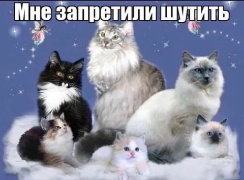 Мне запретили шутить