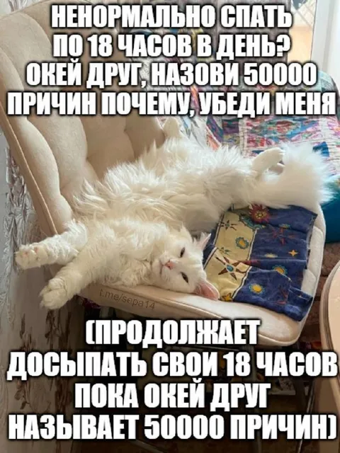 Кот спит 18 часов