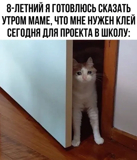 Кот просит клей для проекта