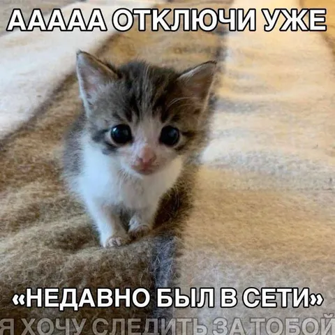 Котёнок требует внимания