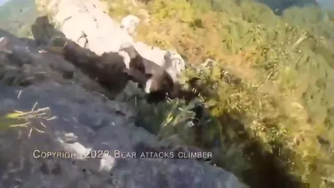 Медведь атакует скалолаза