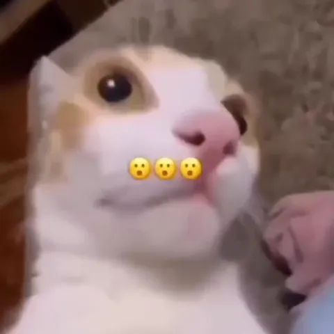 Ошарашенный кот крупным планом