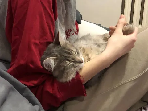 Кот уютно устроился на руках