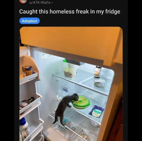 Homeless Freak in the Fridge
