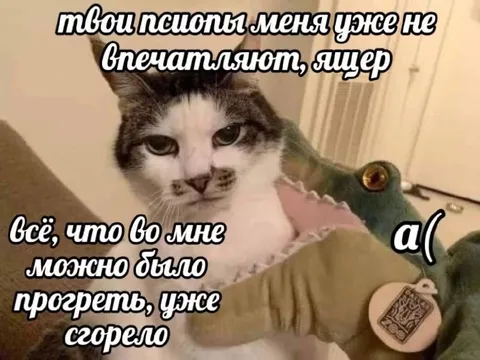 Кот, которого уже не впечатлить