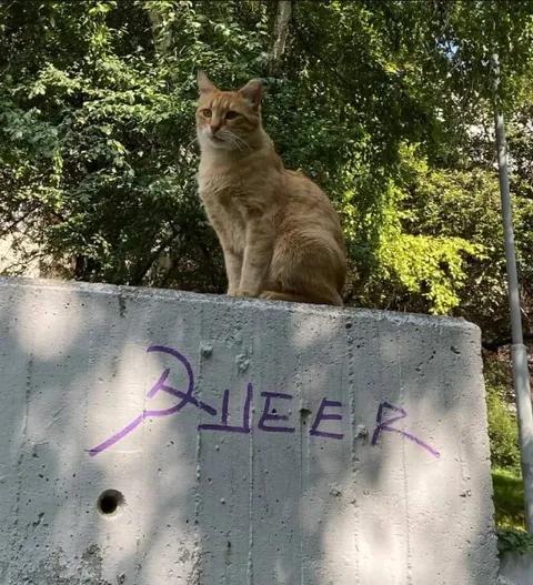 Кот на бетонной стене