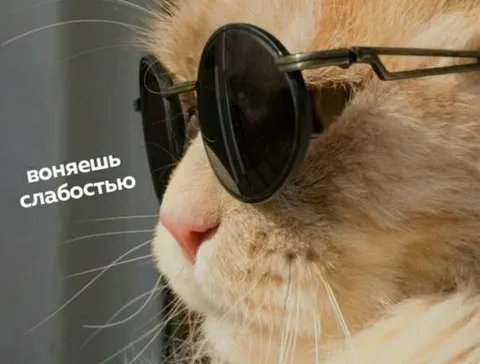 Кот, который воняет слабостью