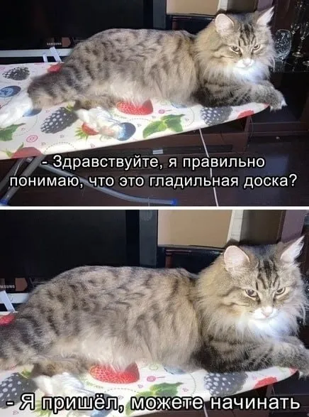 Кот пришёл на гладильную доску