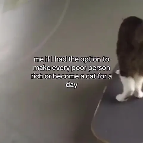 Become a Cat for a Day