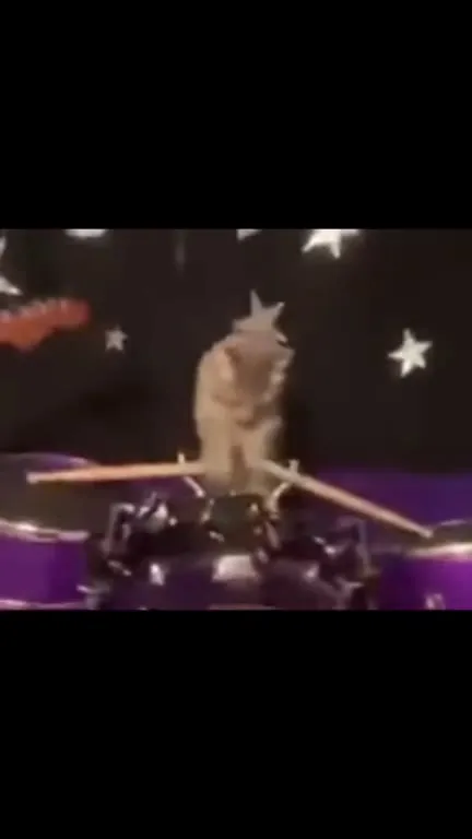 Кот яростно играет на барабанах