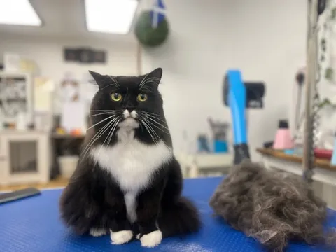 Кот после стрижки